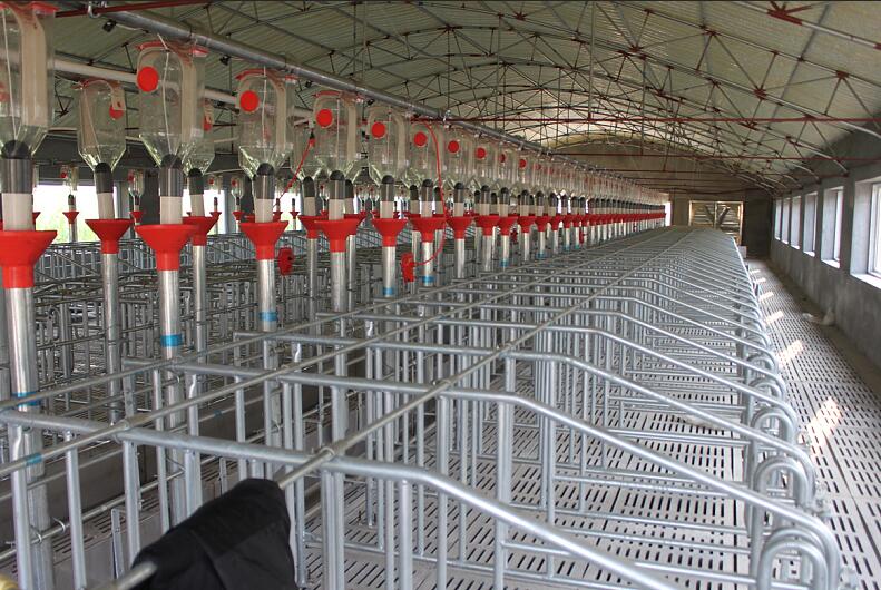 pig automatic feeding line 1.jpg pig automatic feeding line 1.jpg