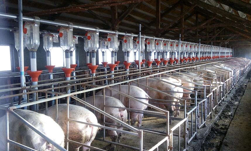 pig automatic feeding line 2.jpg pig automatic feeding line 2.jpg