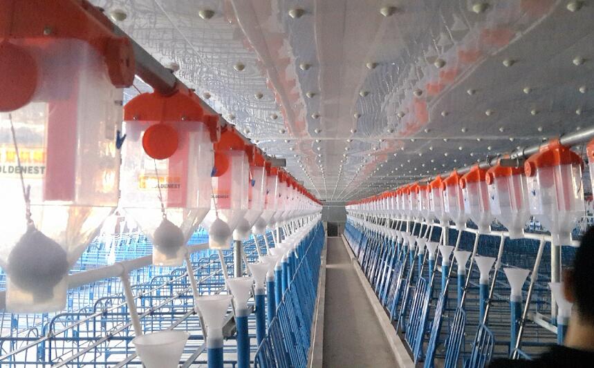 pig automatic feeding line 3.jpg pig automatic feeding line 3.jpg