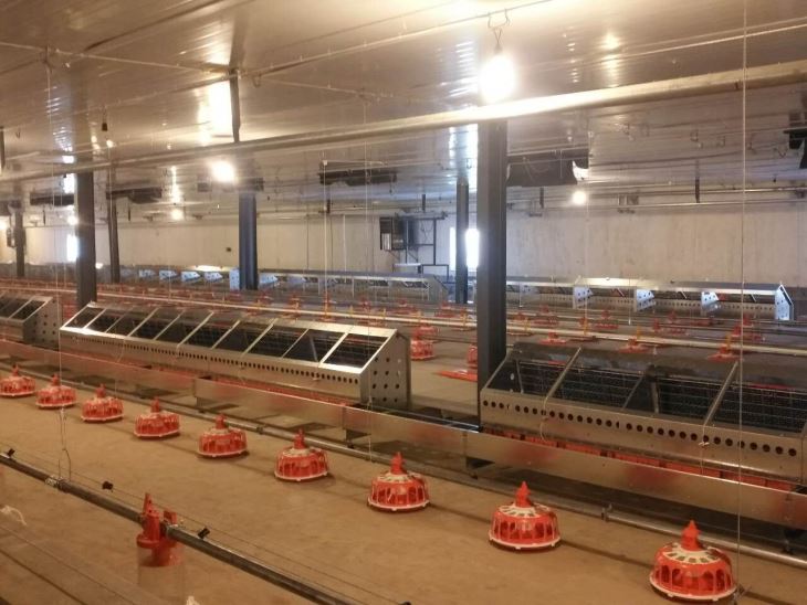 Layer Egg Nest Automatic Collection Equipment