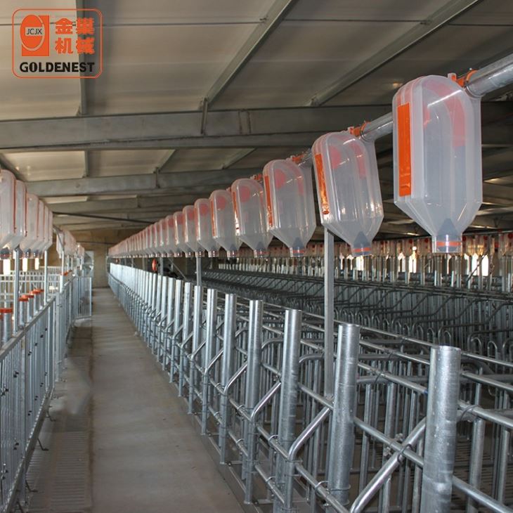 Futterlinie für Schweine auf dem Bauernhof