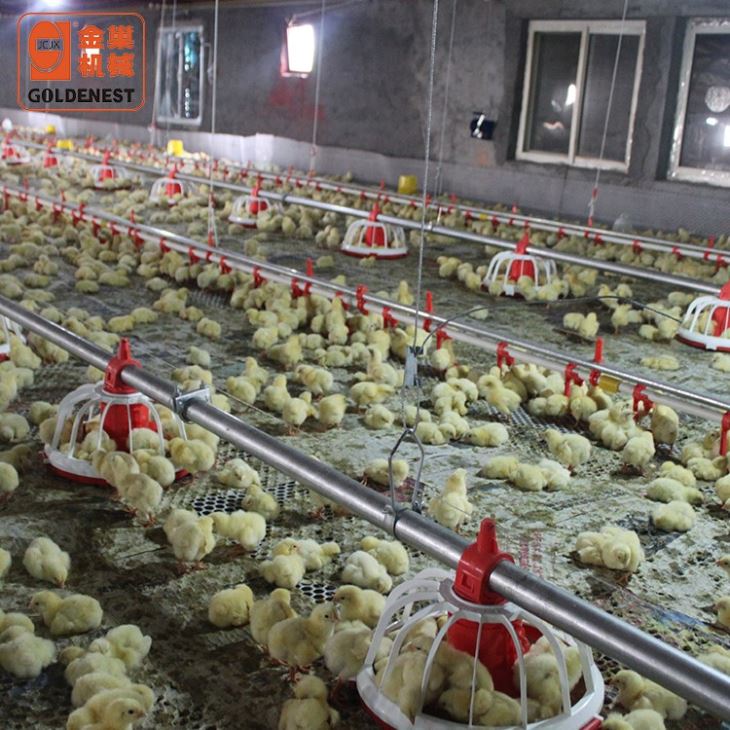 Automatic Poultry Equipment Complete Feeding & Nipple Drinking Line System For Commercial Broiler House Automatic Poultry Equipment Complete Feeding & Nipple Drinking Line System For Commercial Broiler House